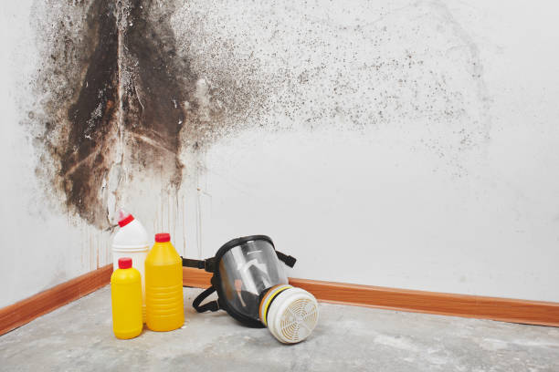 Best Professional Mold Removal  in Mills River, NC