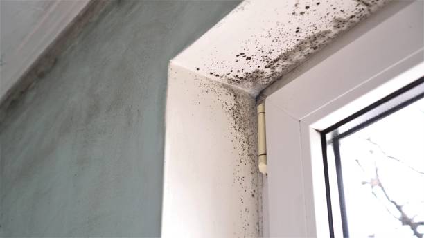 Best Best Mold Removal Companies  in Mills River, NC