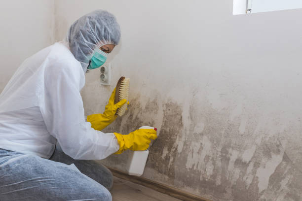 Best Mold Cleaning Services  in Mills River, NC