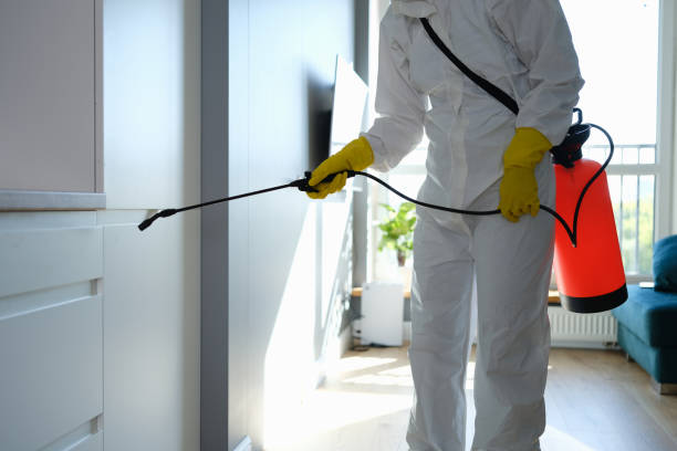 Best Local Mold Removal Service  in Mills River, NC