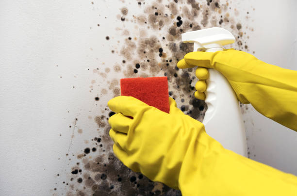 Best Home Mold Removal  in Mills River, NC