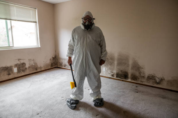 Best Mold Remediation  in Mills River, NC