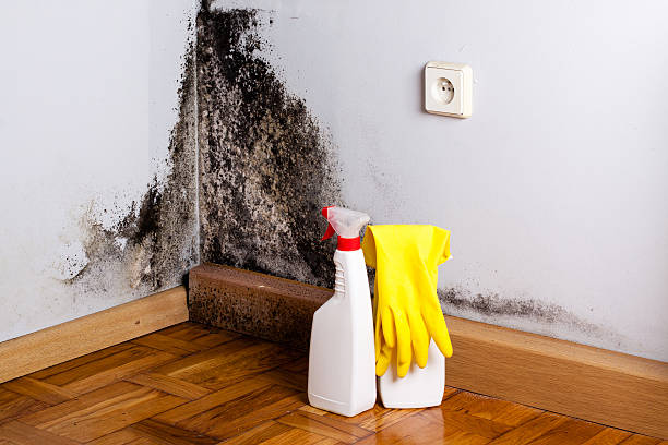 Office Mold Removal Services in Mills River, NC