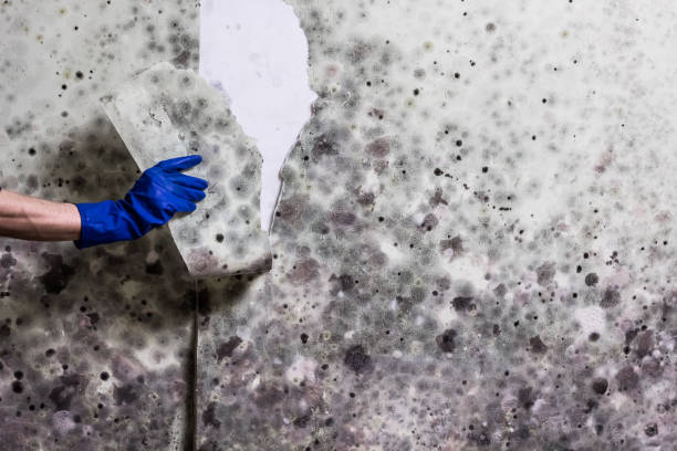 Best Water Damage Restoration  in Mills River, NC