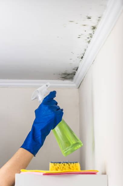 Best Mold Remediation Experts  in Mills River, NC