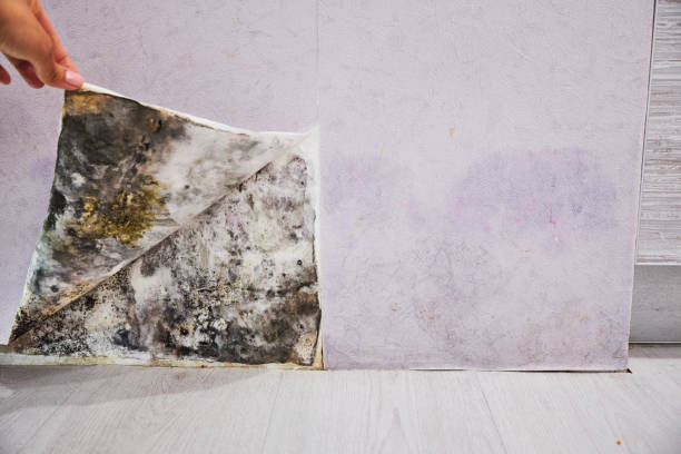 Home Mold Removal in Mills River, NC
